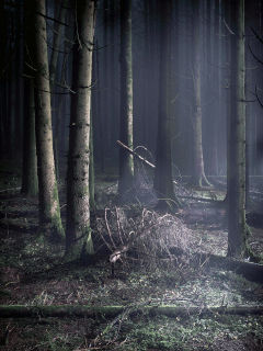 L�arbre, g�ant de l�espace et du temps� Ropraz - Fondation L�Estr�e, exposition novembre 2019. Par Dany Schaer - Journaliste-photographe