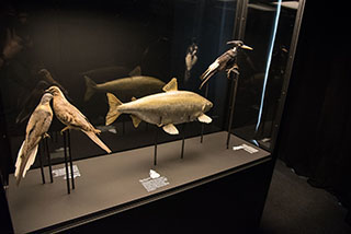 Exposition au Mus�e de Zoologie - Un mausol�e pour huit animaux disparus - Lausanne, avril 2019
