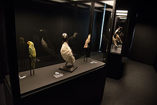 Exposition au Mus�e de Zoologie - Un mausol�e pour huit animaux disparus - Lausanne, avril 2019