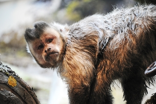 Les primates dcouvrent leur nouvel espace - Zoo de Servion, dcembre 2017 - Reportage de Dany Schaer, journaliste photographe