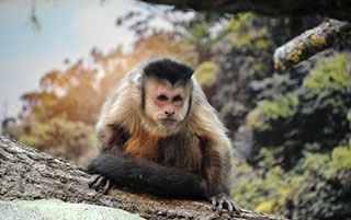 Les primates dcouvrent leur nouvel espace - Zoo de Servion, dcembre 2017 - Reportage de Dany Schaer, journaliste photographe