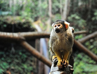 Les primates dcouvrent leur nouvel espace - Zoo de Servion, dcembre 2017 - Reportage de Dany Schaer, journaliste photographe