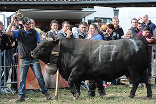 Combat de reines - La Reine Lumi�re �blouit ses rivales - Essertines�sur-Yverdon, octobre 2018. Reportage de Dany Schaer, journaliste photographe