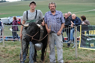 Combat de reines - La Reine Lumi�re �blouit ses rivales - Essertines�sur-Yverdon, octobre 2018. Reportage de Dany Schaer, journaliste photographe