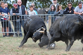 Combat de reines - La Reine Lumi�re �blouit ses rivales - Essertines�sur-Yverdon, octobre 2018. Reportage de Dany Schaer, journaliste photographe