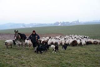 Transhumance, un instant de po�sie - Plateau du Jorat, f�vrier 2018. Reportage de Dany Schaer, journaliste photographe