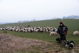 Transhumance, un instant de po�sie - Plateau du Jorat, f�vrier 2018. Reportage de Dany Schaer, journaliste photographe