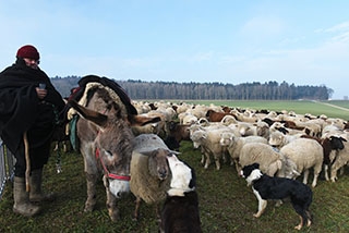 Transhumance, un instant de po�sie - Plateau du Jorat, f�vrier 2018. Reportage de Dany Schaer, journaliste photographe