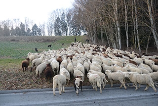 Transhumance, un instant de po�sie - Plateau du Jorat, f�vrier 2018. Reportage de Dany Schaer, journaliste photographe