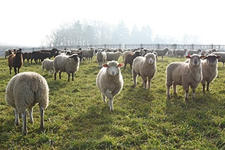 Transhumance, un instant de po�sie - Plateau du Jorat, f�vrier 2018. Reportage de Dany Schaer, journaliste photographe