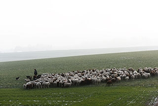 Transhumance, un instant de po�sie - Plateau du Jorat, f�vrier 2018. Reportage de Dany Schaer, journaliste photographe