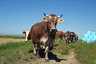 La "Ferme aux 4 Vents" place la qualit� de vie au c�ur de son activit�. Johan et Reynald Viret, Villars-Tiercelin, juin 2019 - Reportage de Dany Schaer, journaliste photographe