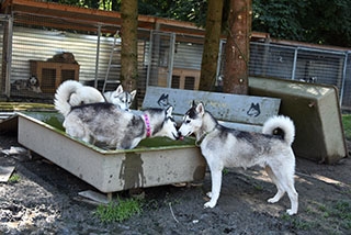 Un chien peut vivre heureux sur trois pattes - SOS Chiens Polaires - Ao�t 2019 - Reportage de Dany Schaer, journaliste photographe