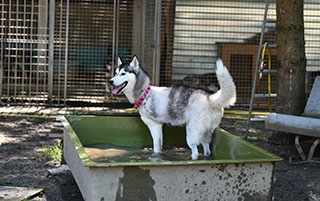 Un chien peut vivre heureux sur trois pattes - SOS Chiens Polaires - Ao�t 2019 - Reportage de Dany Schaer, journaliste photographe